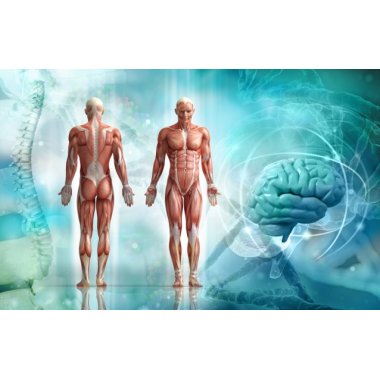 Massage/muskelterapeut uddannelse