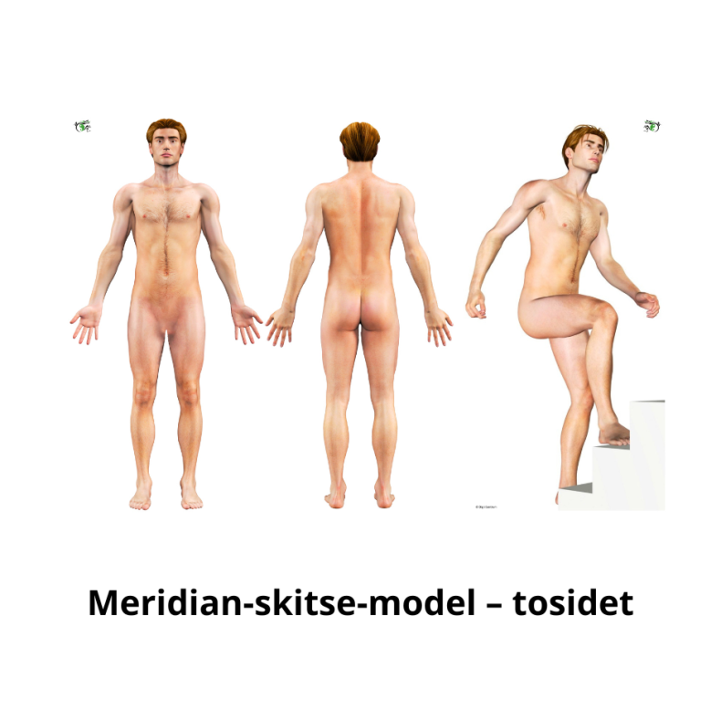 Meridian-skitse-model � tosidet, lamineret (mand &amp; kvinde)