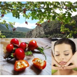 Hybenkerneolie koldpresset incl. pumpe