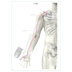 Meridianer &amp; Punkter planche 40 x 60 + opslagsbog