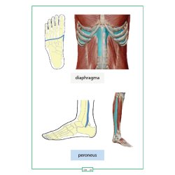 Muskulr zoneterapi opslagsbog
