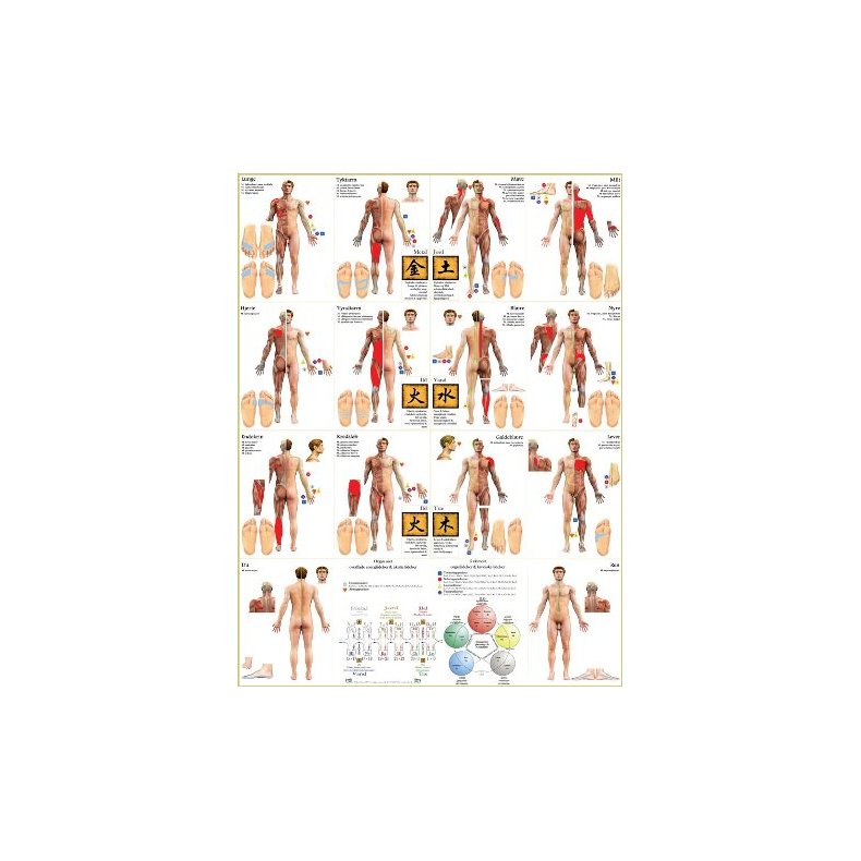 Meridianer &amp; Muskler planche (mand) 40 x 60 cm + opslagsbog