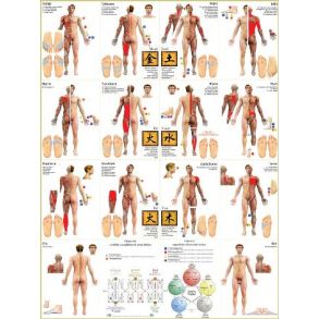 Meridianer & Muskler planche (mand) 60 x 80 cm + opslagsbog
