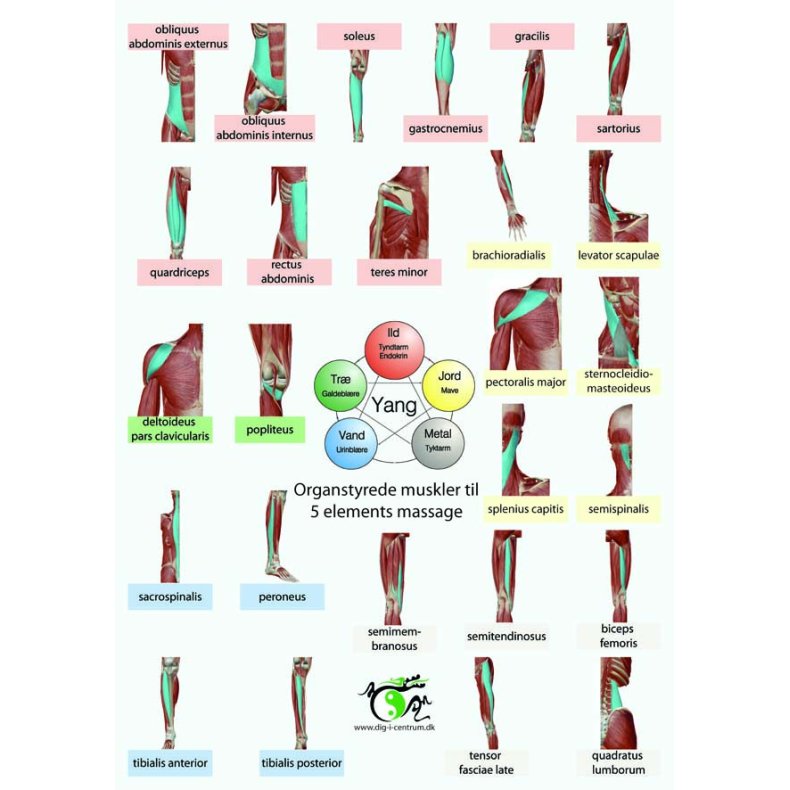 5 Elements massage ogs kaldet TAO YIN/YANG Massage (for-/bagside)