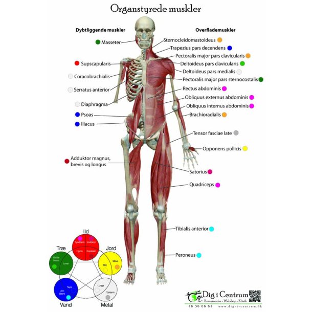 Organstyrede muskler for- og bagside