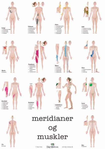 Afgang Stereotype Registrering Meridianer & Muskler (kvinde)