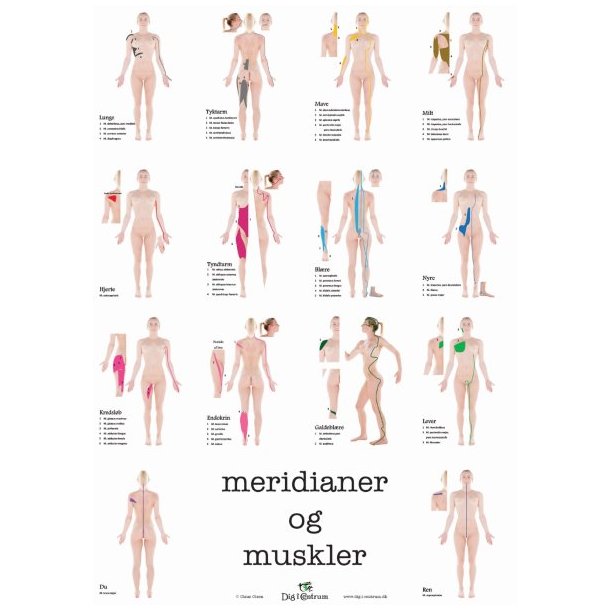 Meridianer &amp; Muskler (kvinde)