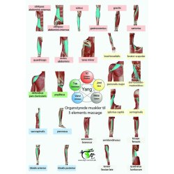 5 Elements massage ogs kaldet TAO YIN/YANG Massage (det hele p 1 side)