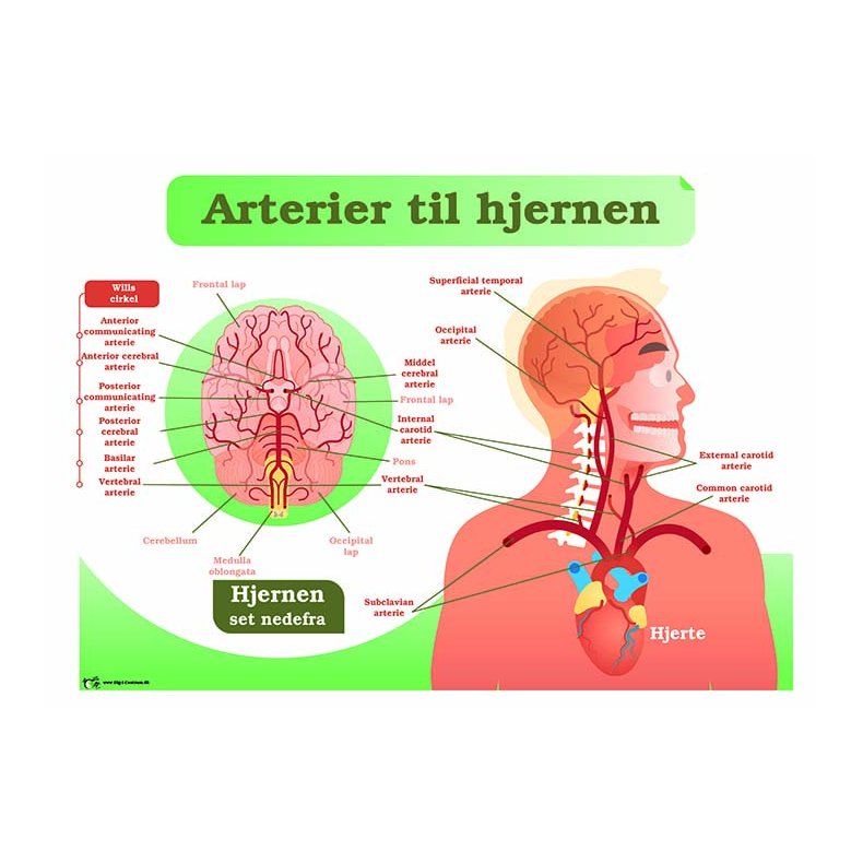 Arterier til hjernen