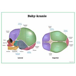 Baby-kranie planche
