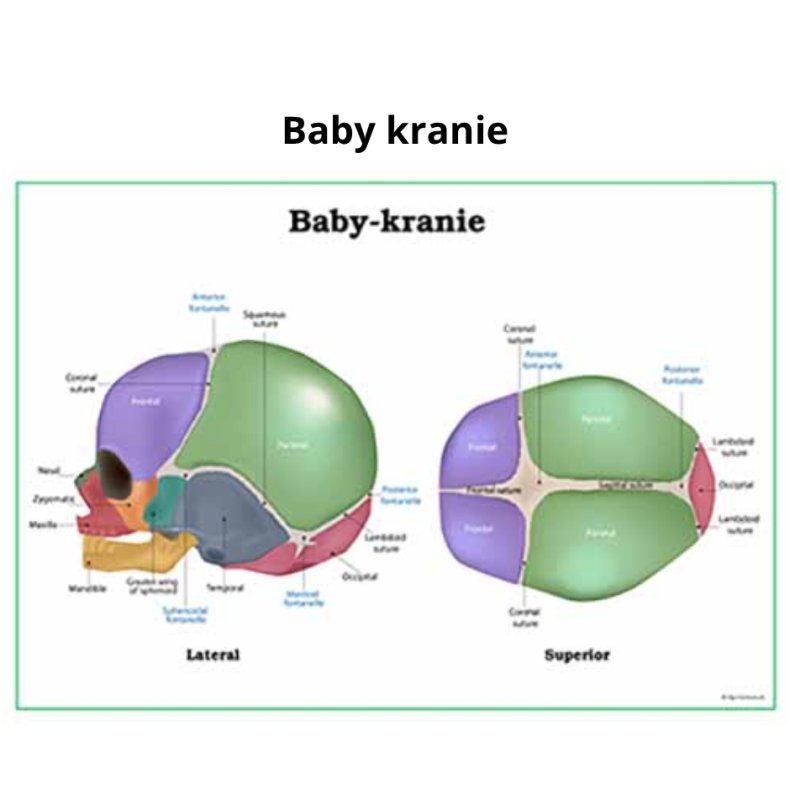 Baby-kranie planche