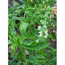 Basilikum 100% terisk olie