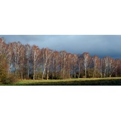 Birketjre Birk 100% terisk olie