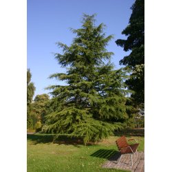 Cedertr 100% terisk olie