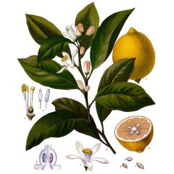 Citron/Lemon 100% terisk olie