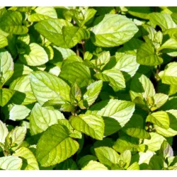 Citronmynte 100% terisk olie