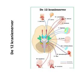 De 12 kranienerver plancher