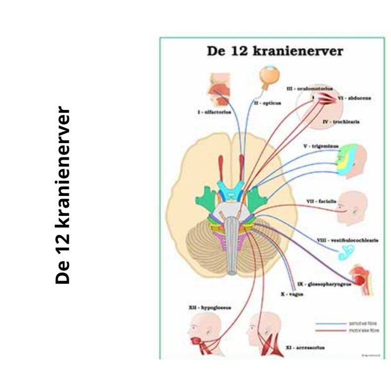 De 12 kranienerver plancher