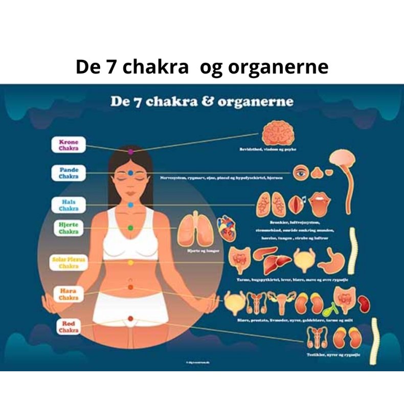 De 7 chakra og organerne 