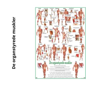 Organstyrede muskler NY