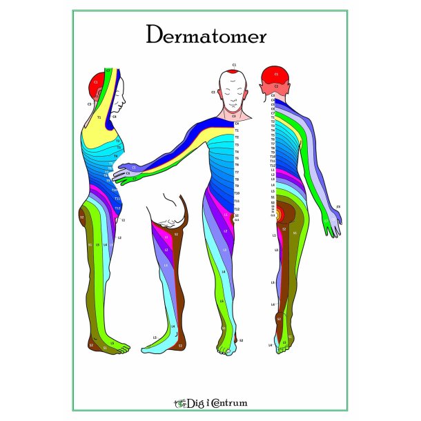 Dermatomer