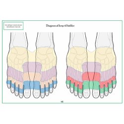 Foddiagram � farvekoder (spejling/reflekszoner)