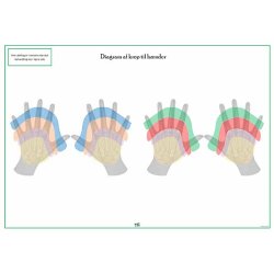H�nddiagram � farvekoder (spejling/reflekszoner)