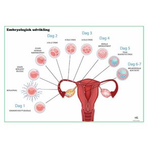 Embryologisk udvikling og fosterudvikling 