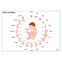 Embryologisk udvikling og fosterudvikling 