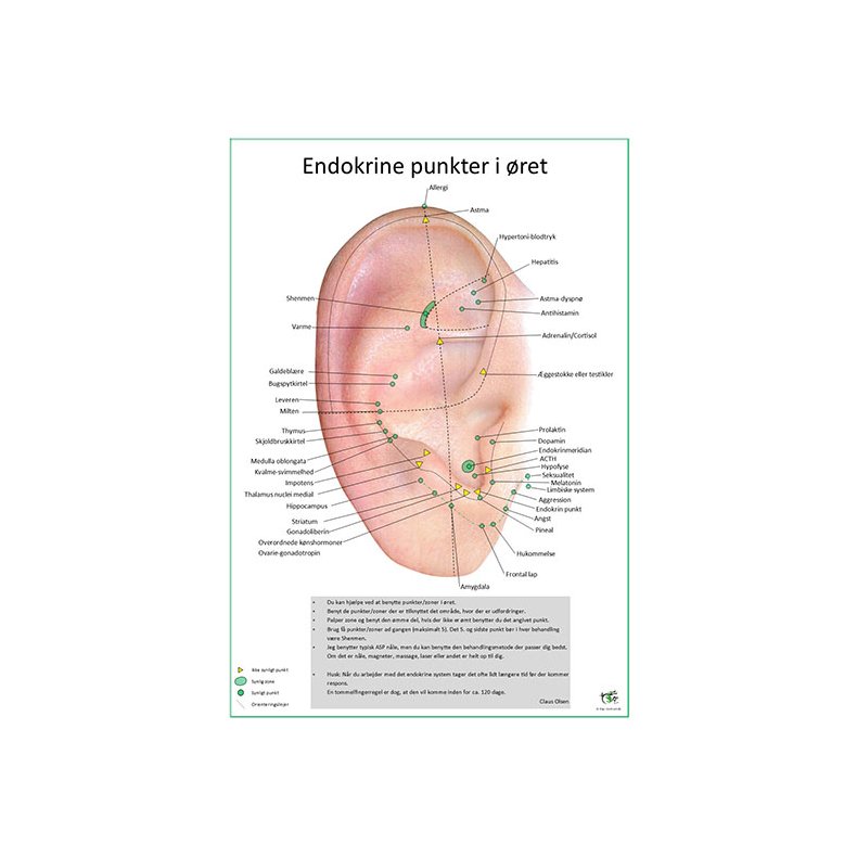 Endokrine (hormon) punkter i ret