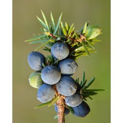 Enebr 100% terisk olie