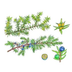 Enebr 100% terisk olie