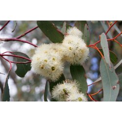 Eukalyptus 100% terisk olie