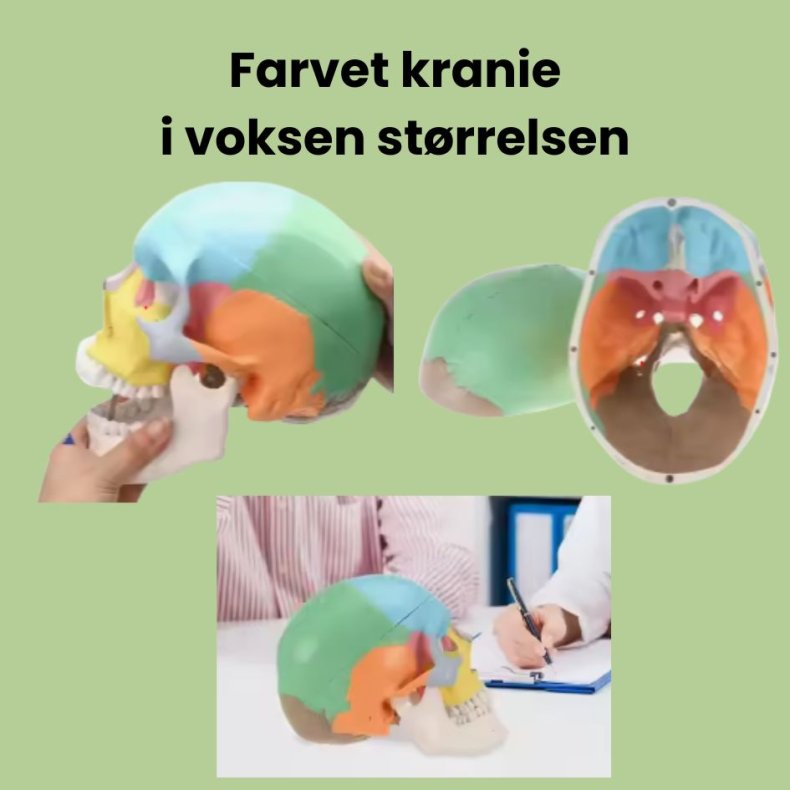 Farvet kranie i voksenst�rrelse