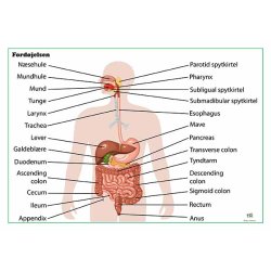 Ford�jelsens vej � organoversigt &amp; rute (tosidet, lamineret)