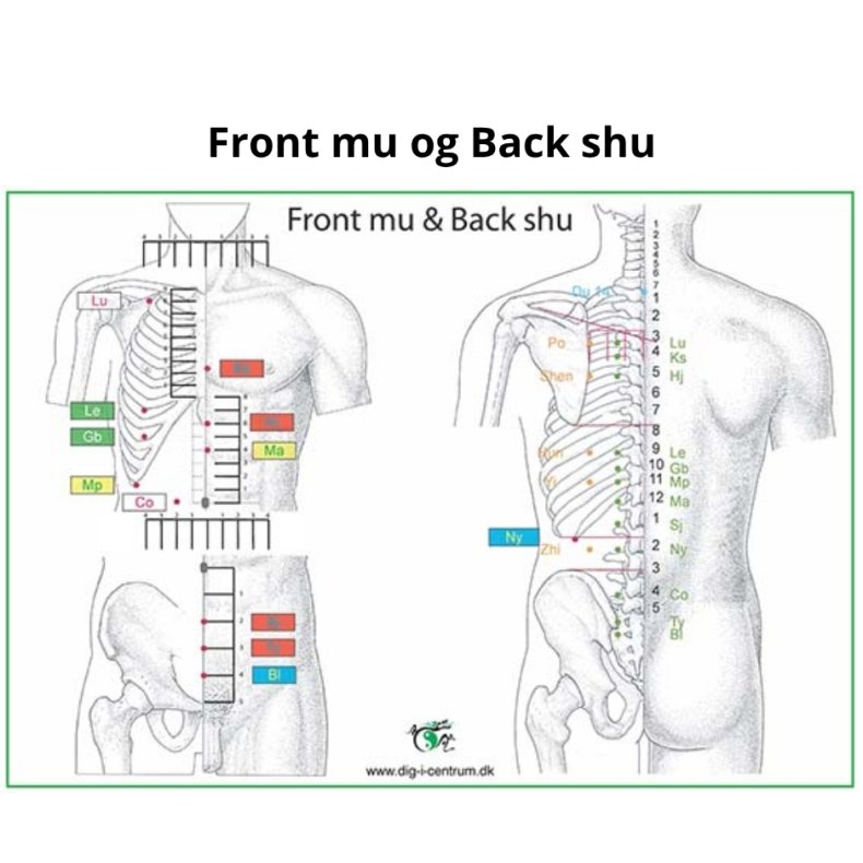 Front mu og Back shu