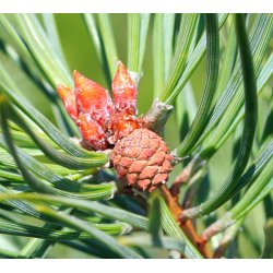 Fyrrenle 100% terisk olie