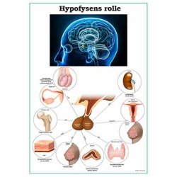Hypofysens rolle planche