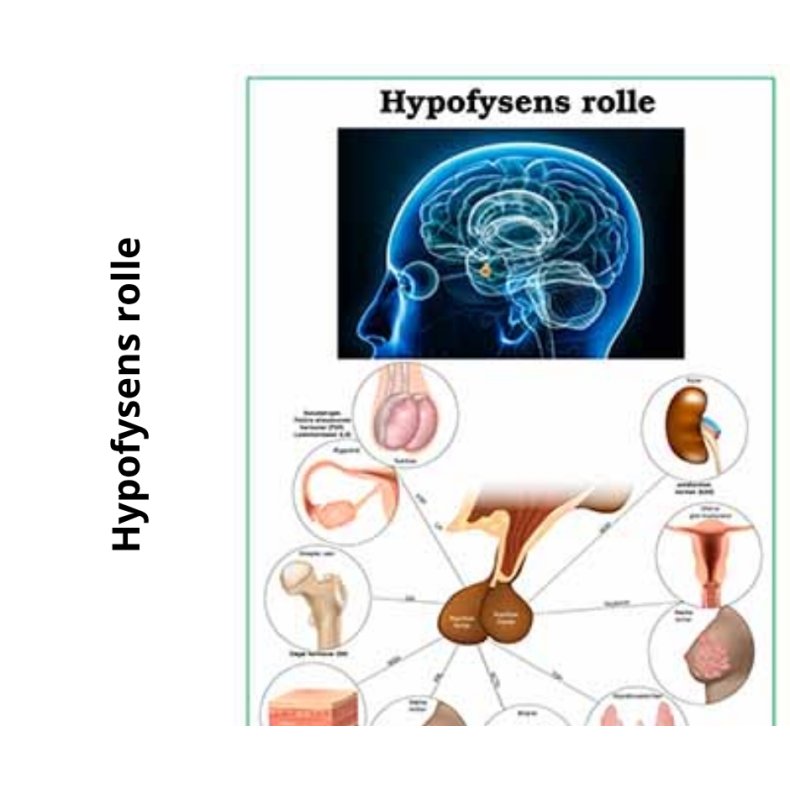 Hypofysens rolle planche