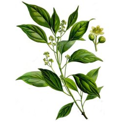 Kamfer 100% terisk olie