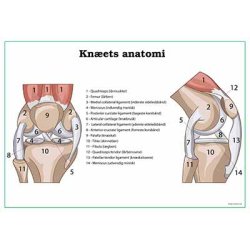 Knets anatomi planche