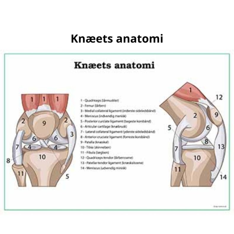 Knets anatomi planche