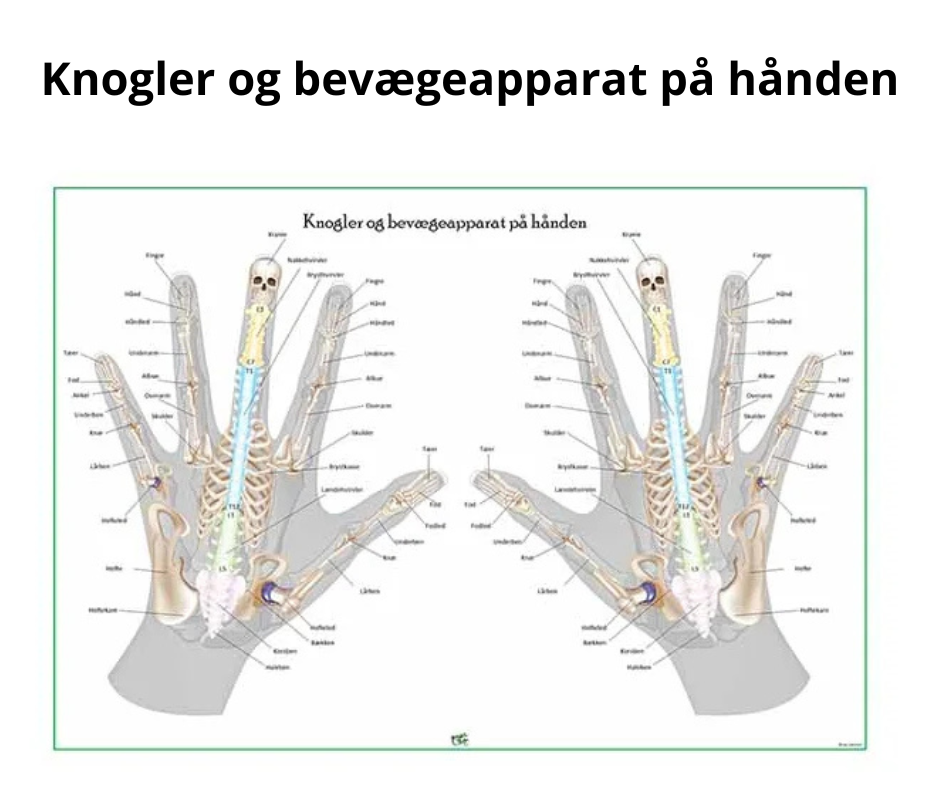 Knogler og bevægeapparat på hånden - Plancher - Dig i Centrum