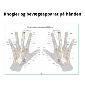 Knogler og bevgeapparat p hnden