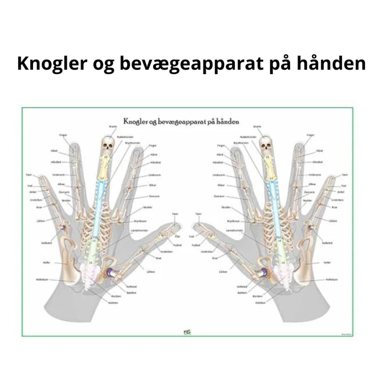 Knogler og bevgeapparat p hnden