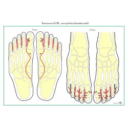 Kranienerver p� foden Asien lamineret planche