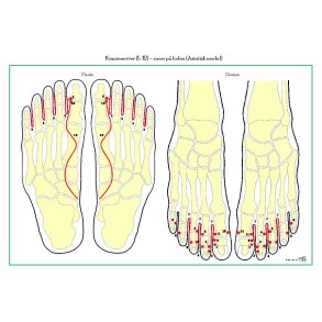 Kranienerver p� foden Asien lamineret planche