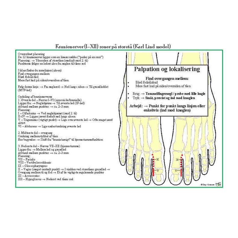 Kranienerver p� foden Karl Lind lamineret planche