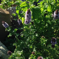 Krusemynte 100% terisk olie