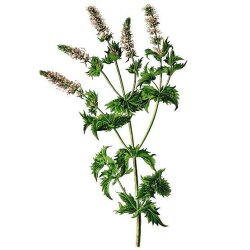 Krusemynte 100% terisk olie